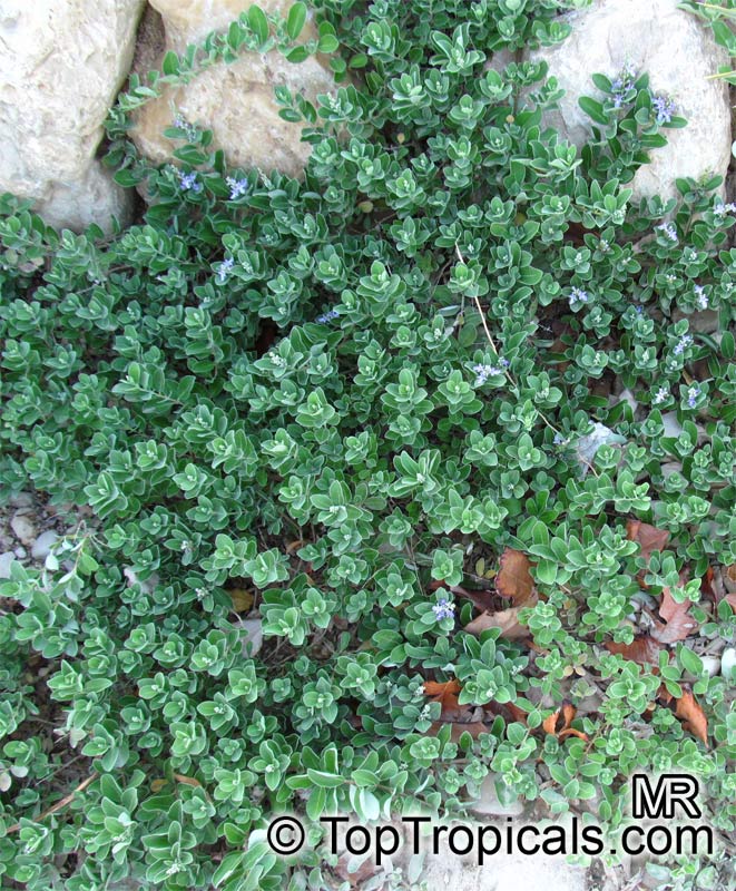 Vitex rotundifolia, Beach Vitex, Pohinahina, Roundleaf Chastetree, Kolokolo, Kahakai