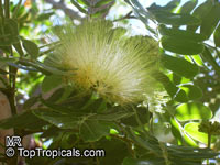 Albizia lebbeck, Mimosa lebbeck, Womans tongue, Siris-tree, Rain tree, East Indian walnut, Kokko, Soros-tree, Raom tree

Click to see full-size image