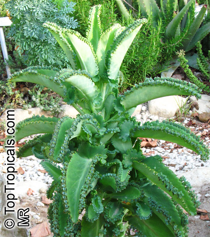Bryophyllum daigremontianum, Kalanchoe crenato-daigremontiana, Kalanchoe daigremontiana, Mother of Thousands, Mother of Millions, Devils Backbone, Mexican Hat Plant