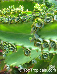 Bryophyllum daigremontianum, Kalanchoe crenato-daigremontiana, Kalanchoe daigremontiana, Mother of Thousands, Mother of Millions, Devils Backbone, Mexican Hat Plant

Click to see full-size image