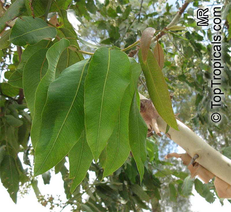 Corymbia torelliana, Eucalyptus torelliana, Cadaga, Cadaghi, Gumtree, Torell's Eucalyptus