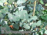 Eucalyptus cinerea, Argyle Apple, Silver Dollar Gum

Click to see full-size image