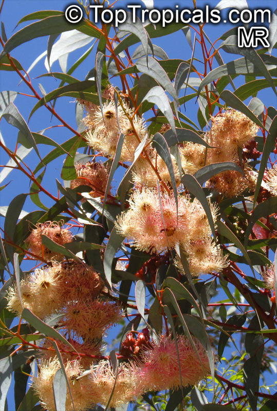 Eucalyptus torquata, Coral Gum, Coolgardie Gum