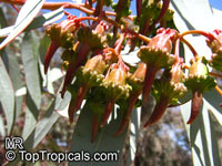 Eucalyptus torquata, Coral Gum, Coolgardie Gum

Click to see full-size image