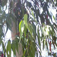 Eucalyptus citriodora, Corymbia citriodora, Lemon Eucalyptus, Citron-scented Gum, Lemon Scented Gum

Click to see full-size image