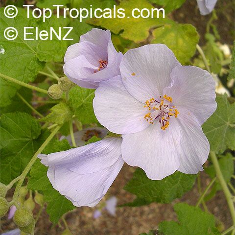 Abutilon vitifolium, Corynabutilon vitifolium, Vine-leaved Abutilon, Flowering Maple, Indian Mallow