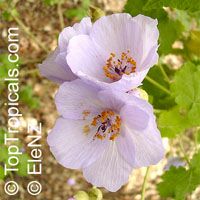 Abutilon vitifolium, Corynabutilon vitifolium, Vine-leaved Abutilon, Flowering Maple, Indian Mallow

Click to see full-size image