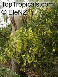 Acacia pravissima, Ovens Wattle

Click to see full-size image