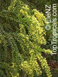 Acacia pravissima, Ovens Wattle

Click to see full-size image