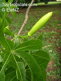 Adansonia gregorii, Boab, Baobab, Australian Bottle Tree

Click to see full-size image