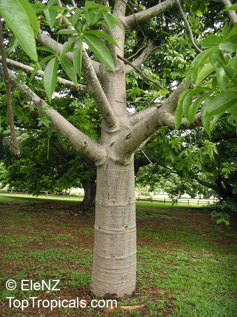 Adansonia gregorii, Boab, Baobab, Australian Bottle Tree