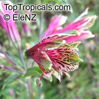 Alstroemeria psittacina, Parrotlily, Parrot Flower, Red Parrot Beak, New Zealand Christmas Bell

Click to see full-size image