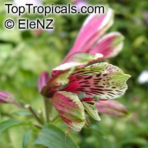 Alstroemeria psittacina, Parrotlily, Parrot Flower, Red Parrot Beak, New Zealand Christmas Bell