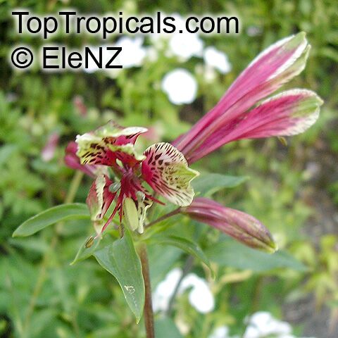 Alstroemeria psittacina, Parrotlily, Parrot Flower, Red Parrot Beak, New Zealand Christmas Bell