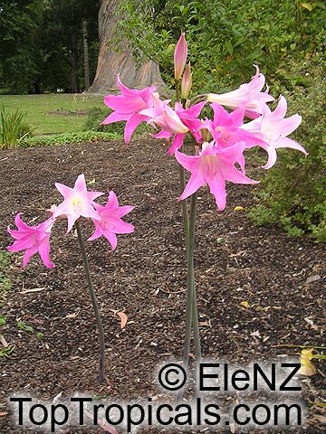 Amaryllis belladonna, Callicore rosea, Belladonna Lily, March Lily, Naked Lady