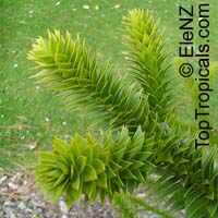 Araucaria araucana, Araucaria imbricata, Monkey Puzzle Tree, Chilean Pine