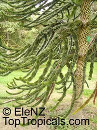Araucaria araucana, Araucaria imbricata, Monkey Puzzle Tree, Chilean Pine

Click to see full-size image