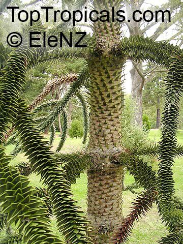 Araucaria araucana, Araucaria imbricata, Monkey Puzzle Tree, Chilean Pine