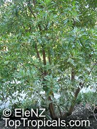 Arbutus sp., Strawberry Tree, Madrone

Click to see full-size image