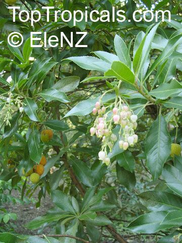 Arbutus sp., Strawberry Tree, Madrone
