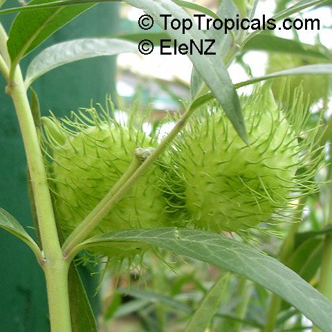 Gomphocarpus fruticosus, Balloon plant - seeds