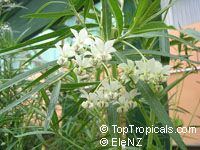 Gomphocarpus physocarpus, Asclepias physocarpa, Baloonplant, Cotton Bush, Swan Plant, Balloon Plant, Family Jewels Milkweed Tree