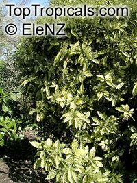 Aucuba japonica, Japanese Aucuba, Japanese Laurel

Click to see full-size image
