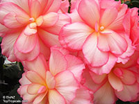 Begonia Tuberhybrida Group, Tuberous Begonia

Click to see full-size image