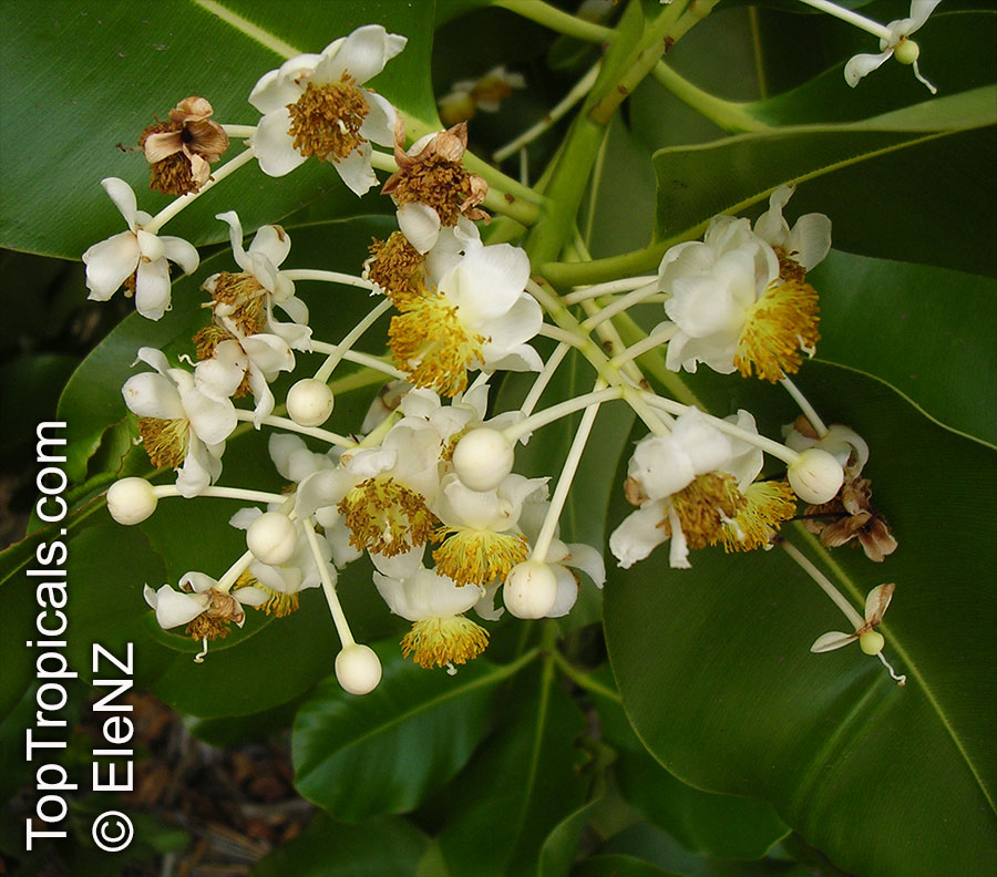Calophyllum inophyllum, Alexandrian Laurel, Beauty Leaf, Oil-nut Tree, Tamanu, Mastwood 