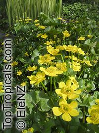 Caltha palustris, Marsh Marigold, Cowflock, Cowslip, Kingcup

Click to see full-size image