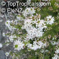 Calytrix tetragona, Calytrix sullivanii, Fringe Myrtle, Star flowers

Click to see full-size image