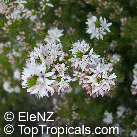 Calytrix tetragona, Calytrix sullivanii, Fringe Myrtle, Star flowers