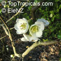 Chaenomeles sp., Flowering quince, Dwarf quince

Click to see full-size image