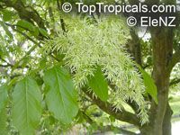 Fraxinus ornus, Manna Ash

Click to see full-size image