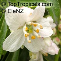Choisya 'Aztec Pearl', Mexican Orange Blossom

Click to see full-size image