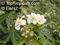 Choisya &apos;Aztec Pearl&apos;, Mexican Orange Blossom