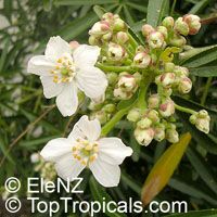 Choisya &apos;Aztec Pearl&apos;, Mexican Orange Blossom