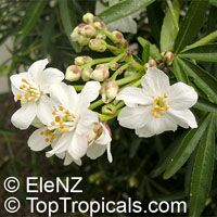 Choisya &apos;Aztec Pearl&apos;, Mexican Orange Blossom