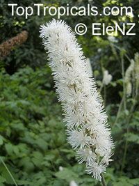 Cimicifuga racemosa, Black Cohosh, Squawroot

Click to see full-size image