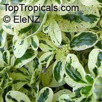 Coprosma repens, Dwarf Variegated Mirror Plant

Click to see full-size image