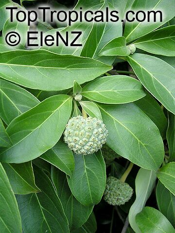 Cornus capitata, Benthamia fragifera, Dendrobenthamia capitata, Himalayan Strawberry tree, Ewergreen Dogwood, Bentham's Cornus