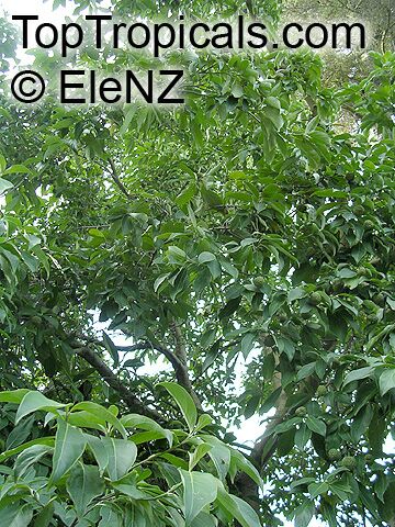 Cornus capitata, Benthamia fragifera, Dendrobenthamia capitata, Himalayan Strawberry tree, Ewergreen Dogwood, Bentham's Cornus