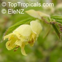 Corylopsis pauciflora, Buttercup Winter Hazel

Click to see full-size image