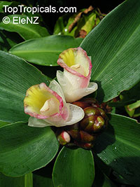 Costus afer, Spiral Ginger

Click to see full-size image