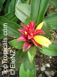 Costus spicatus, Alpinia spicata, Spiked Spiralflag, Red Button Ginger

Click to see full-size image