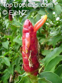 Costus woodsonii, Red Button Ginger, Scarlet spiral flag, French Kiss, Dwarf Cone Ginger

Click to see full-size image