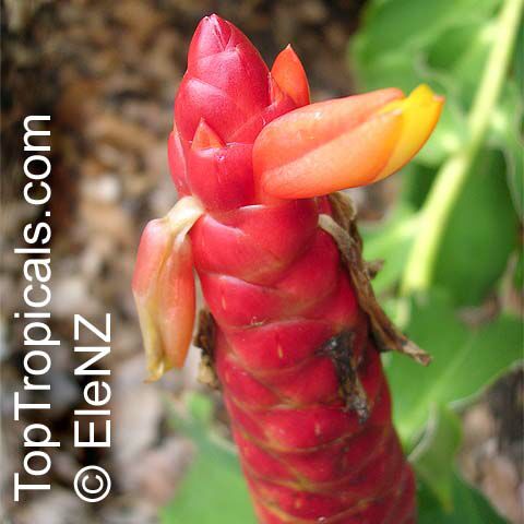 Costus woodsonii, Red Button Ginger, Scarlet spiral flag, French Kiss, Dwarf Cone Ginger