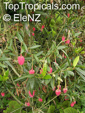 Crinodendron hookerianum, Tricuspidaria lanceolat, Chilean Lantern Tree