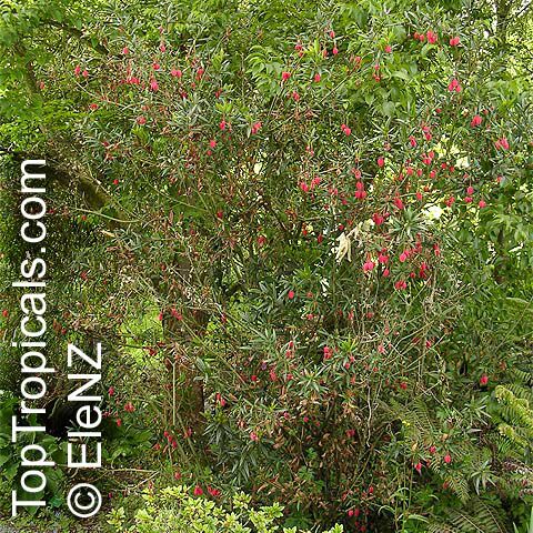 Crinodendron hookerianum, Tricuspidaria lanceolat, Chilean Lantern Tree