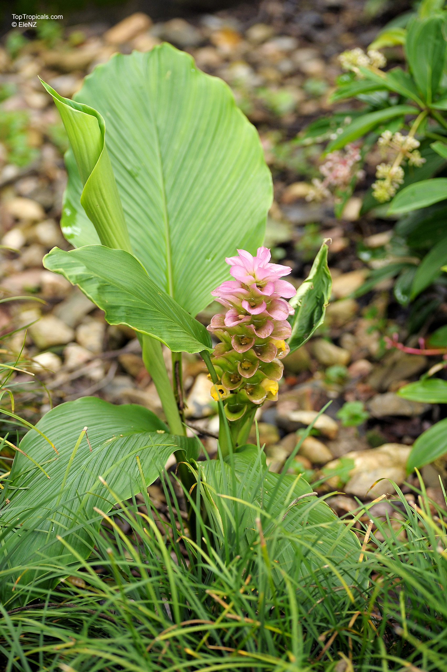Curcuma australasica with a pink flower and large green leaves standing in the ground. Curcuma australasica plant with pink flower and large green leaves in a close up.